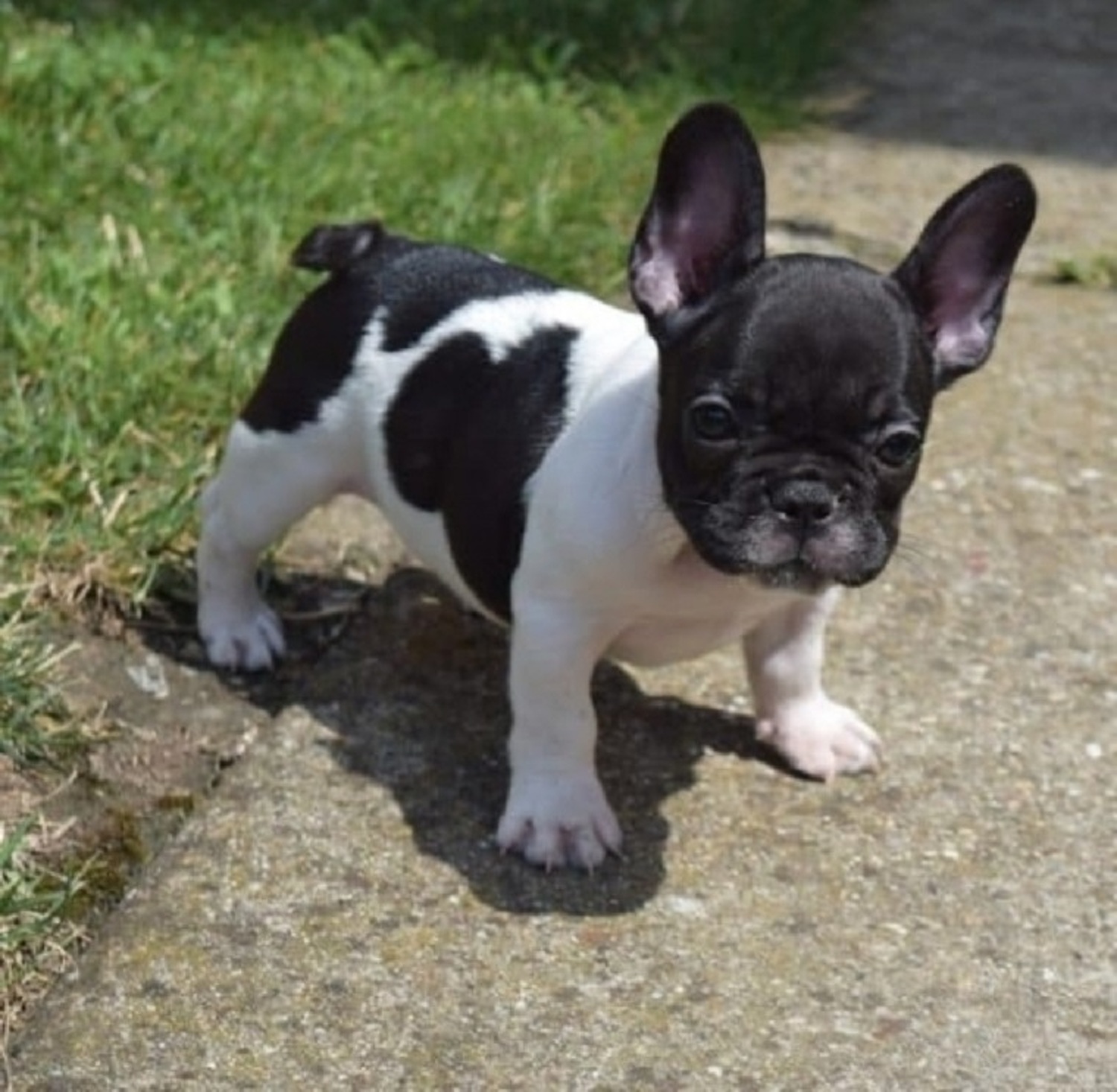 French Bulldog, WOW Frenchie purebred available asap, Dogs, for Sale, Price