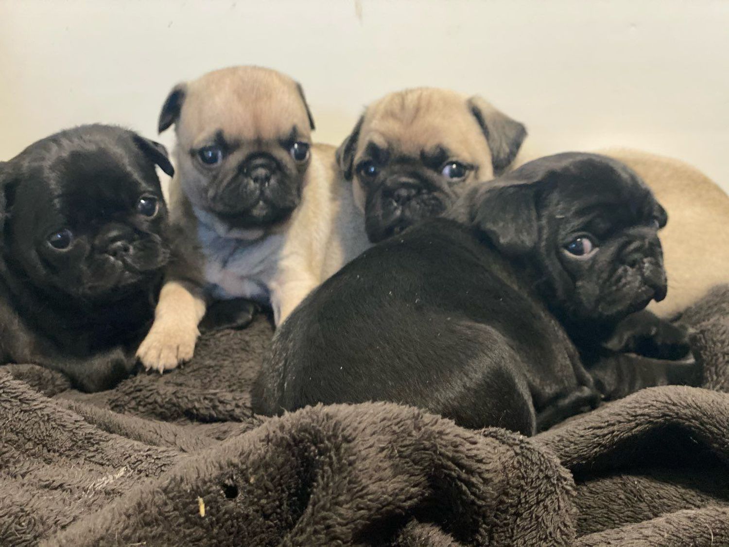 Pug, Pretty Pug Puppies for sale, Dogs, for Sale, Price