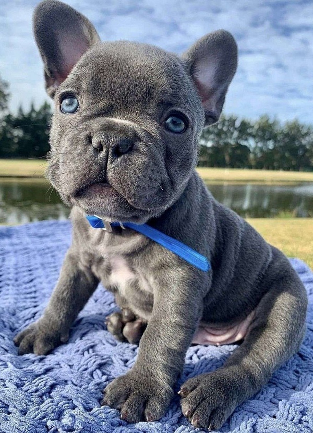 French Bulldog, Champion French bulldog puppies, Dogs, for Sale, Price