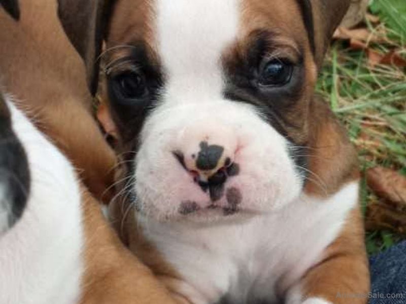 Boxer, Admirable Boxer puppies for adoption, dogs, Buy or