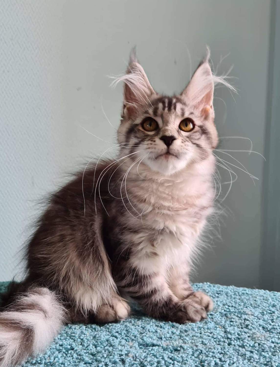Maine Coon, Giant kittens for adoption maine coon, Cats, for Sale, Price