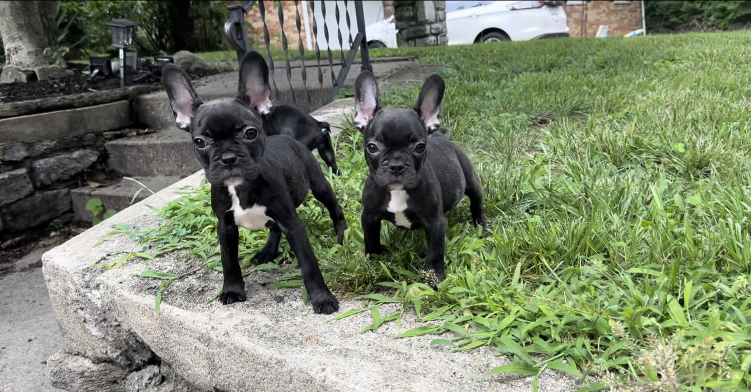 French Bulldog, Female French bulldog 4 months old, Dogs, for Sale, Price