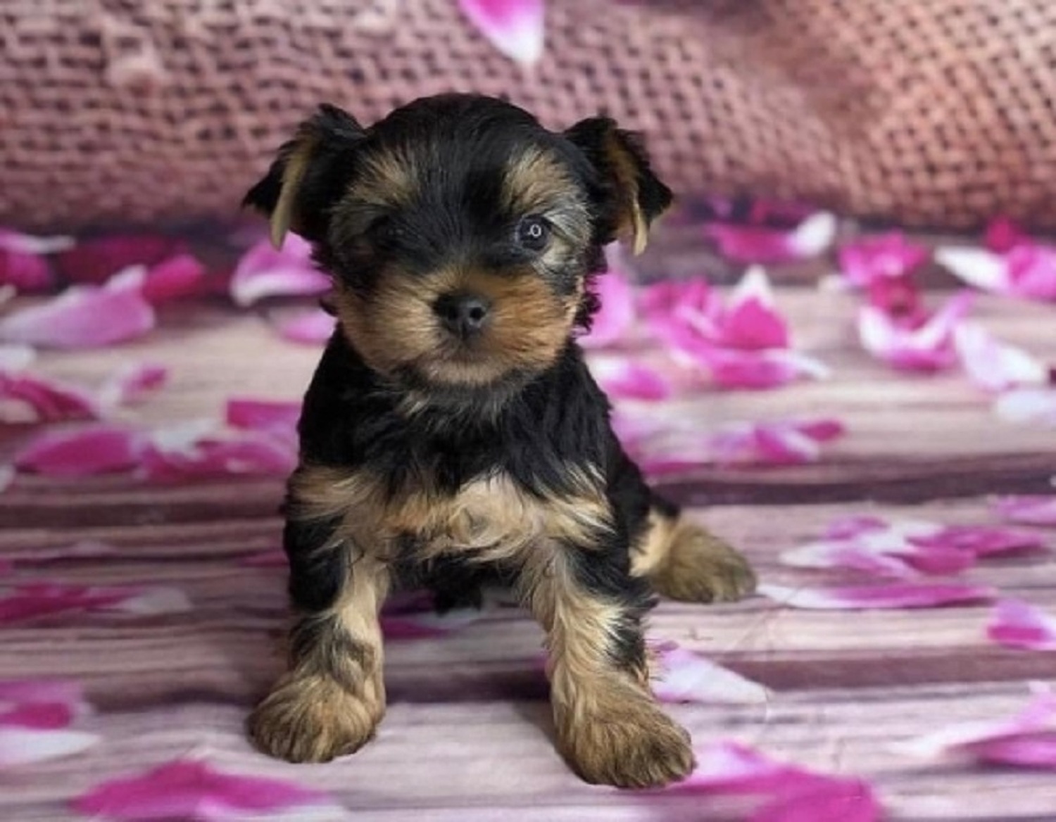 Yorkshire Terrier, YorkiePoo Pups For Sale, Dogs, for Sale, Price