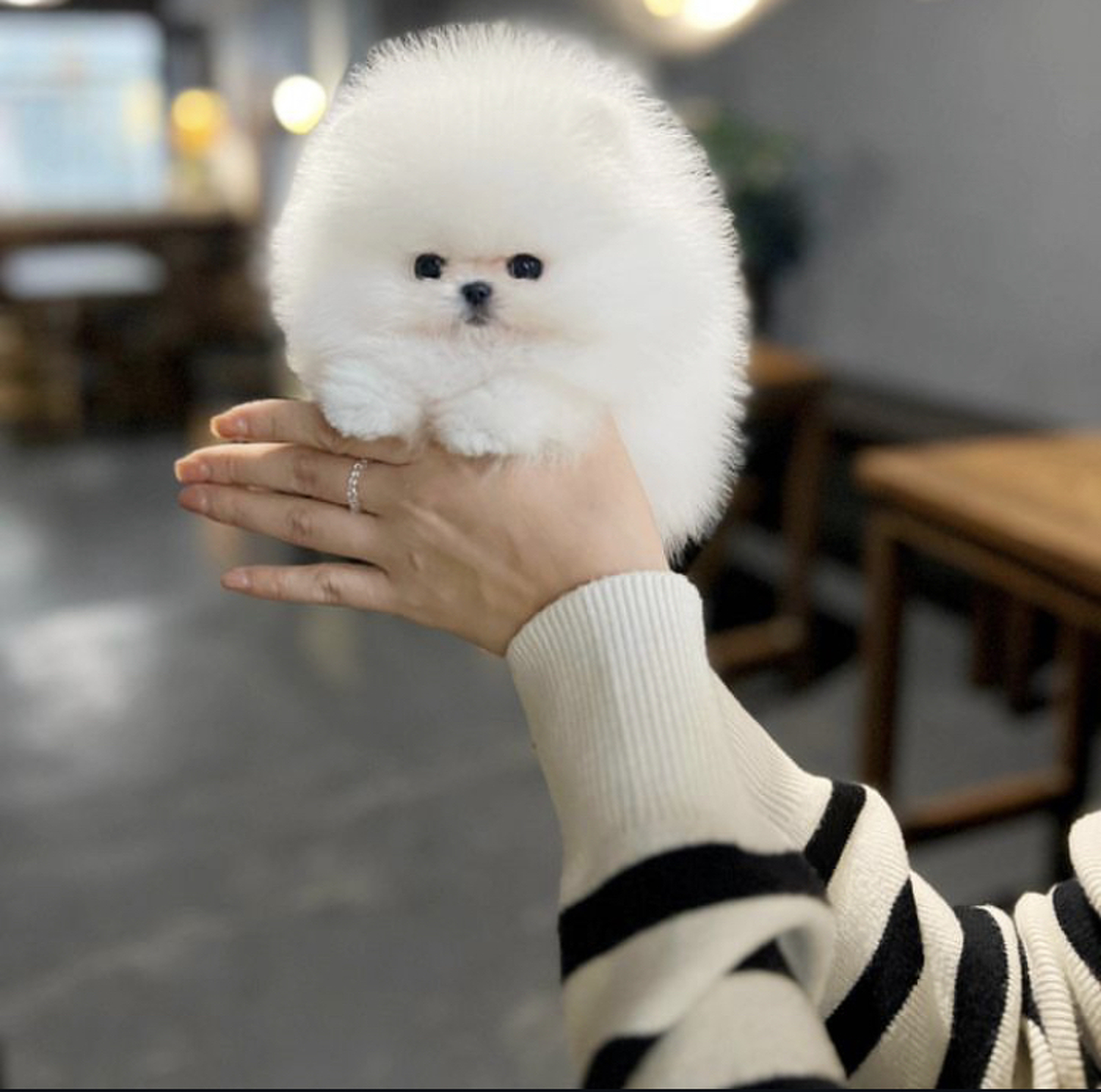 Pomeranian, CUTE WHITE LITTLE TEACUP DOG, Dogs, for Sale, Price
