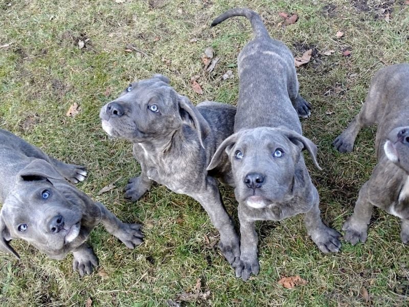 Cane Corso, Outstanding Blue Cane Corso Pups, Dogs, for