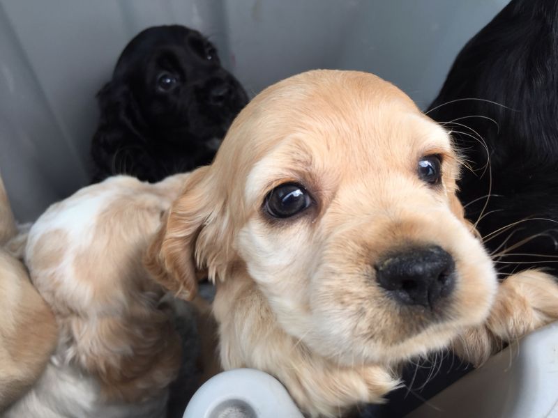 English Cocker Spaniel, Cocker puppies , Dogs, for Sale, Price