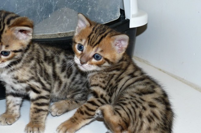Abyssinian, Brown Spotted Male and Female Bengal Kittens ...