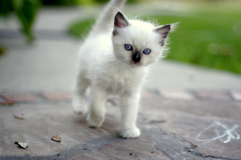 Ragdoll, Ragdoll Kittens For Sale, cats, Buy or For Sale, price