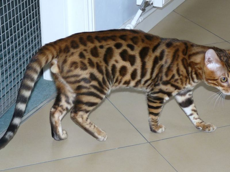 Exotic, Adorable Bengal Kittens, Cats, for Sale, Price