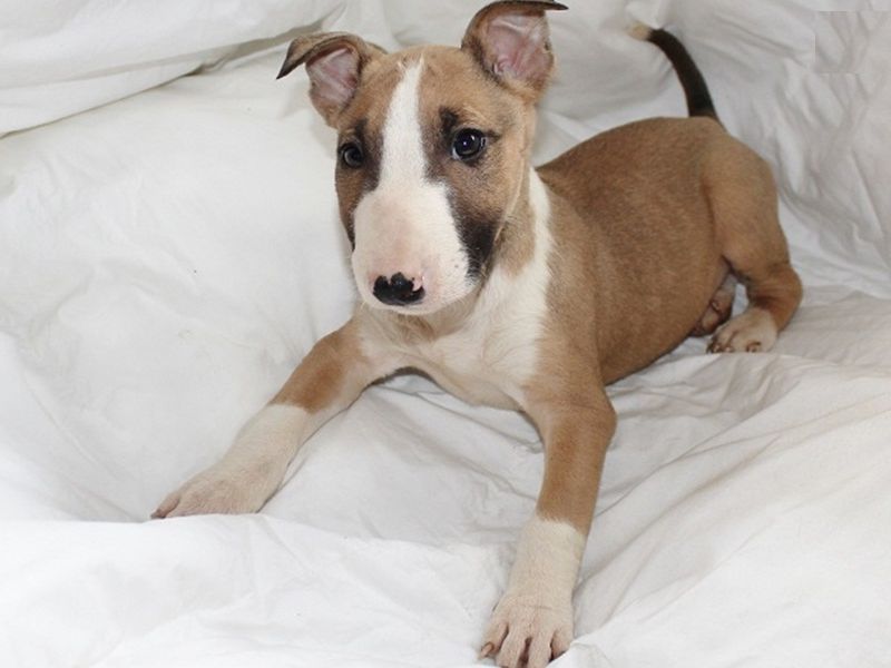 Bull Terrier, miniature bull terrier puppies, dogs, for