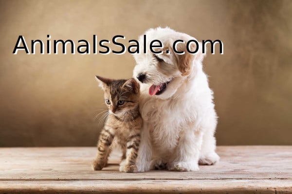 Dogs breed Norwich Terrier for Sale | AnimalsSale.com