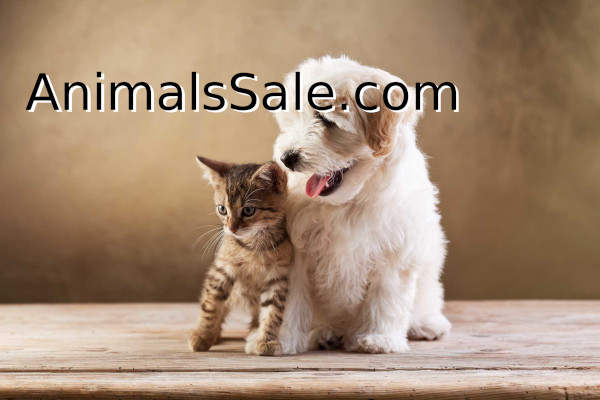 for Sale Exotic animals, Price, for Sale Exotic animals, Price