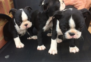 Boston Terrier puppies for sale in Utah with Price | AnimalsSale.com