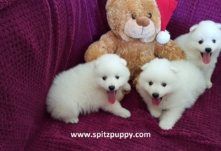 Japanese Spitz Puppies For Sale In California With Price Animalssale Com