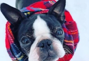 Boston Terrier puppies for Sale | Dogs breed Boston Terrier