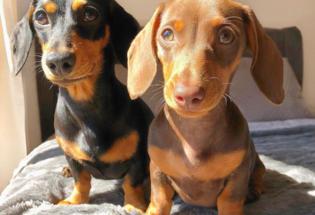 Dschsund puppies for sale