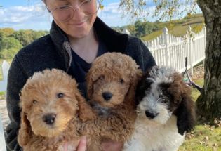 Adorable Goldendoodle Puppies Ready for their New Home
