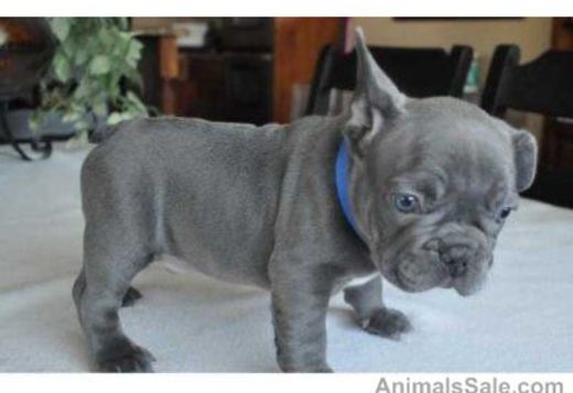 30 HQ Images Brindle French Bulldog Cost : Proven, Brindle, French bulldog at Stud KC reg | Lincoln ...