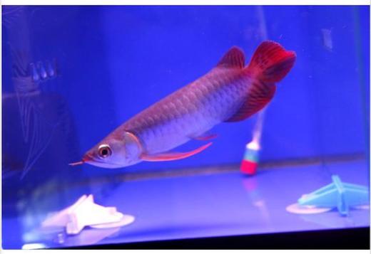 Super Red Arowana  Fish For Sale and Many fish for Sale 