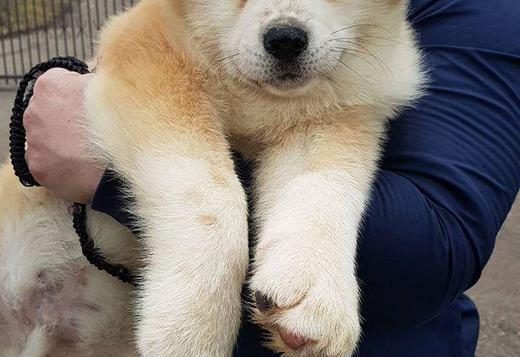 Akita Inu, Adorable baby Akita Inu puppies., Dogs, for Sale, Price