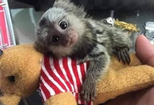 57 Best Images Pet Monkey Price : Wowwee Fingerlings Zoe Pet Baby Monkey • Se priser (1 ...