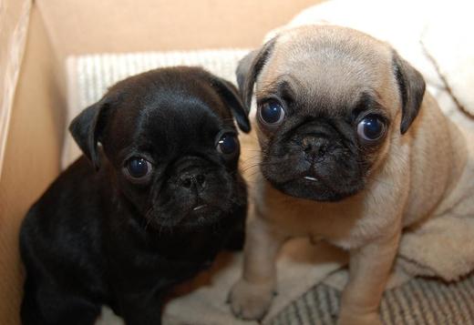Pug, Cheap Pug Puppies for sale, Pug Puppies Near me, Pugs for sale