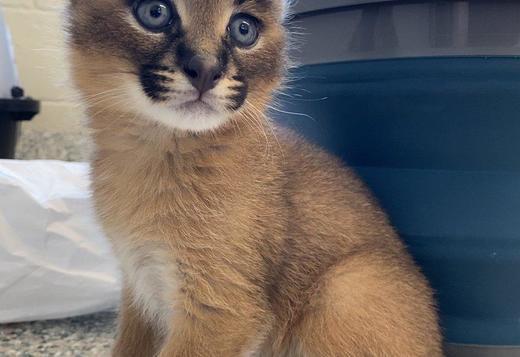 53 Best Images Caracal Cat For Sale Canada : Tamed exotic cats Cheetahs servals Caracal and f1 savannah ...