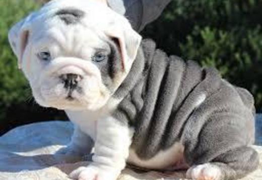 17 HQ Images English Bulldog Price In Punjab : Lovely English Bulldog puppies available in Chandigarh and ...