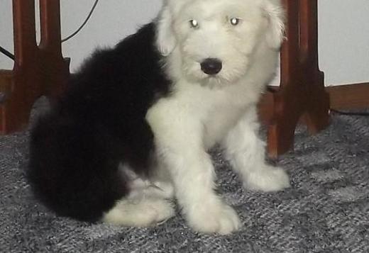 Old English Sheepdog, Old English Sheepdog Puppies for ...