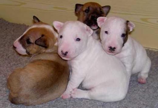 Bull Terrier Puppy For Sale, Dogs, for Sale, Price