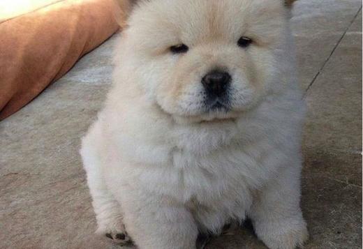 chow chow Puppy For Sale, Dogs, for Sale, Price
