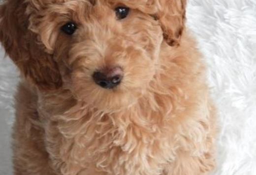 labradoodle puppies, Dogs, for Sale, Price
