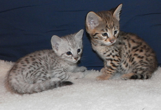 Serval, Ocelots, Savannah kittens for sale, exotics, Buy ...