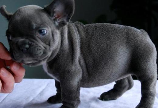 AKC Mini Blue French Bulldogs, Dogs, for Sale, Price