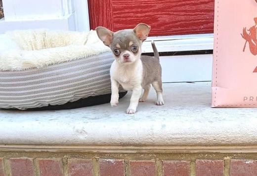Chihuahua, Apple head chihuahua puppies teacup breed, Dogs