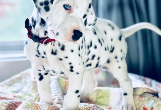 Dalmatian, We arerehoming our sweet Dalmatian puppies