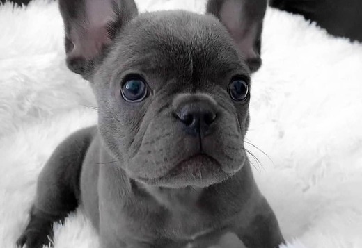 French Bulldog, mini teacup french bulldogs for sale, Dogs, for Sale, Price