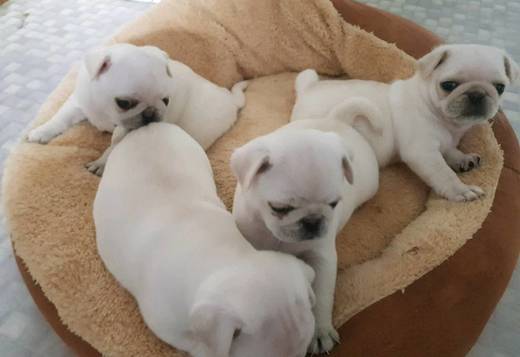 Pug Puppies for sale near me, Cheap pug puppies for sale