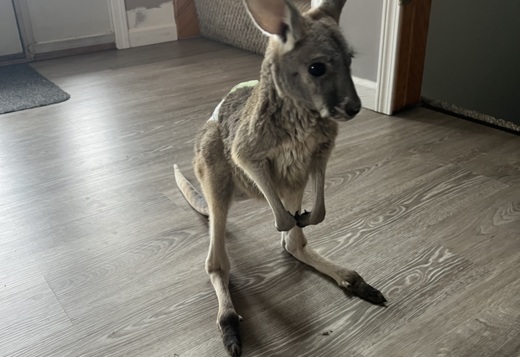  Exotic animals for Sale 