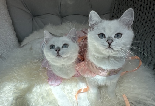 British Shorthair Kittens British Shorthair Kittens