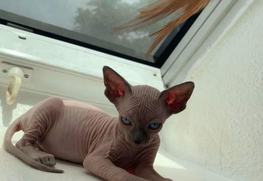 Pink female Spynx cat Pink female Spynx cat
