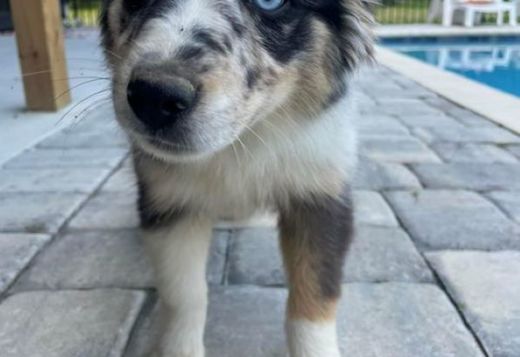 Miniature Australian Shepherd Miniature Australian Shepherd