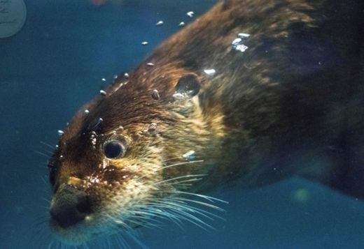 North American River Otters North American River Otters