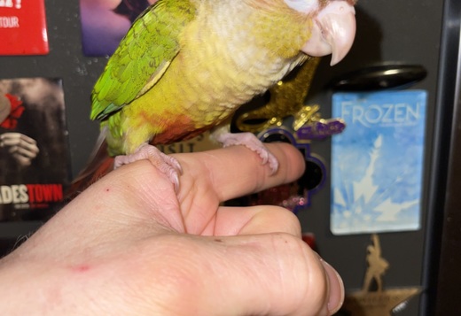 Tame Cinnamon Greencheek Tame Cinnamon Greencheek