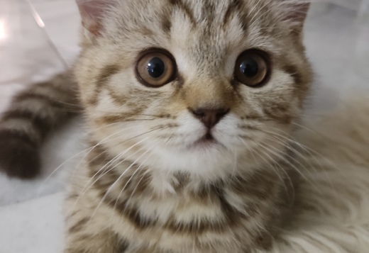 Scottish straight Scottish straight