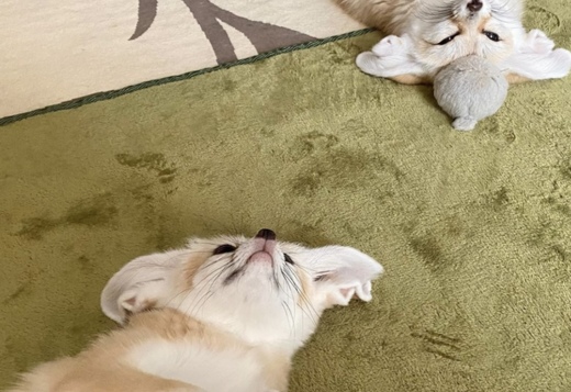 Fennec fox for sale Fennec fox for sale