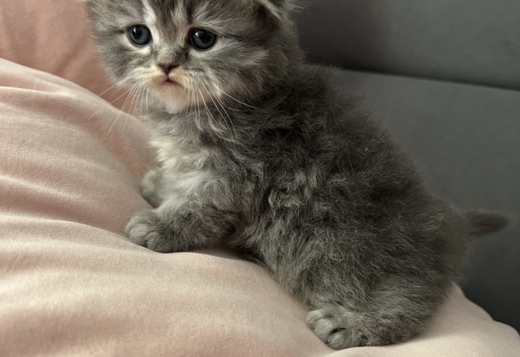 Scottish Fold kittens-шотландские котята Scottish Fold kittens-шотландские котята