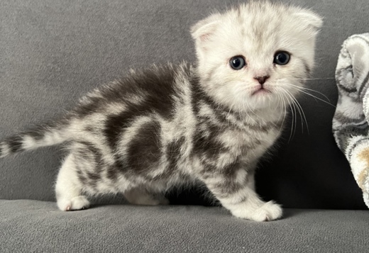 Scottish Fold kittens-шотландские котята Scottish Fold kittens-шотландские котята