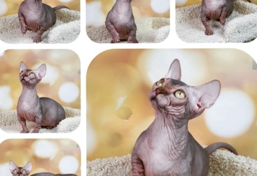 Sphynx and bambinos kitten's available Sphynx and bambinos kitten's available
