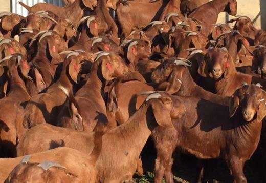 Boer and Kalahari Red goats for sale Boer and Kalahari Red goats for sale